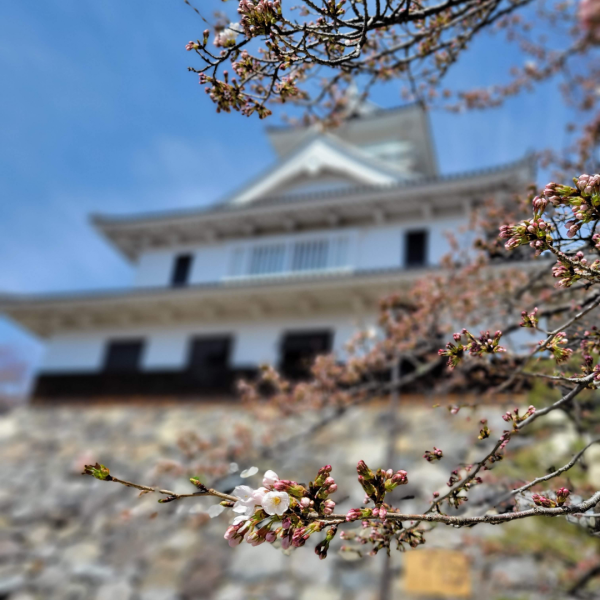 長浜城　開花宣言　お花見